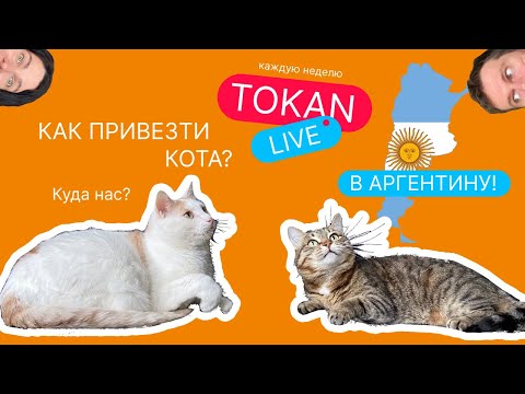 Видео: Как привезти кота в Аргентину? А точнее двух котов. Какие документы нужны, сколько стоит?