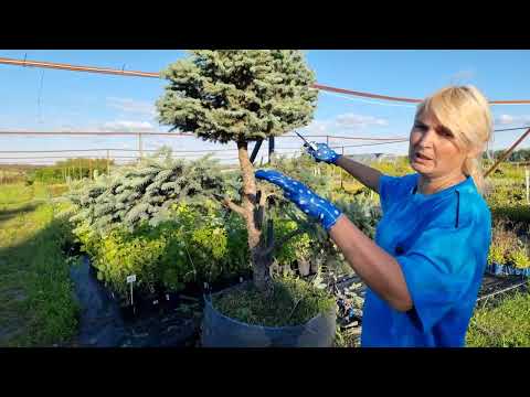 Видео: Как подстричь Ель бонсай?