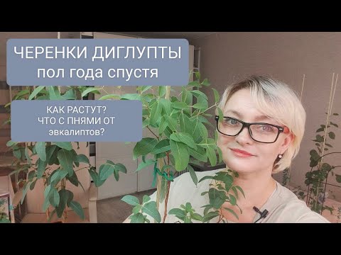 Видео: 🟡🟢ОБЗОР ПО УКОРЕНЁННЫМ ЧЕРЕНКАМ ЭВКАЛИПТА ДИГЛУПТА