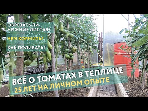 Видео: Стоит ли обрезать нижние листья у томатов? Чем кормить? Как поливать? Всё о помидорах в теплице