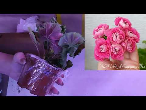 Видео: Распаковка посылки от канала Пеларгонии и Ко .Обзор Черенков пеларгонии