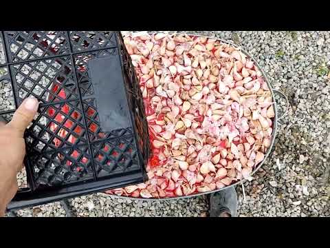 Видео: Подготовка и посадка чеснока