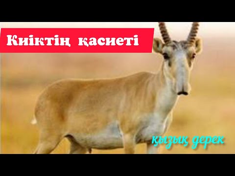 Видео: Киіктің ерекше, ешбір аңға ұқсамайтын қасиетін білесіз бе?#Пайдалыкеңес