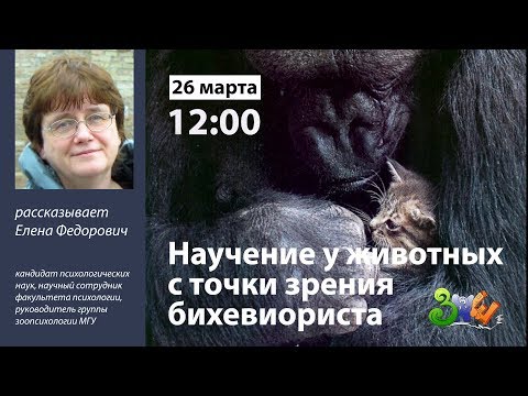 Видео: Лекция «Научение у животных с точки зрения бихевиориста»  | ЗПШ 2019