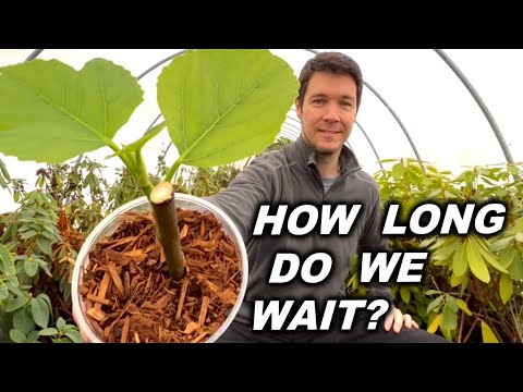 Видео: Сколько времени нужно ждать, чтобы черенки инжира укоренились?