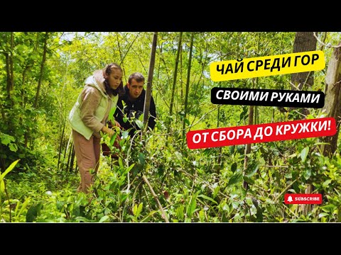 Видео: #29 Где растёт ЧАЙ? У нас В ГОРАХ! Сбор камелии и ДИКОРОСОВ для чая. Пирожки из КРАПИВЫ!