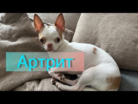 Видео: У моей собаки артрит.