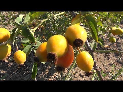 Видео: Заготовка семян шиповника для выращивания подвоя.