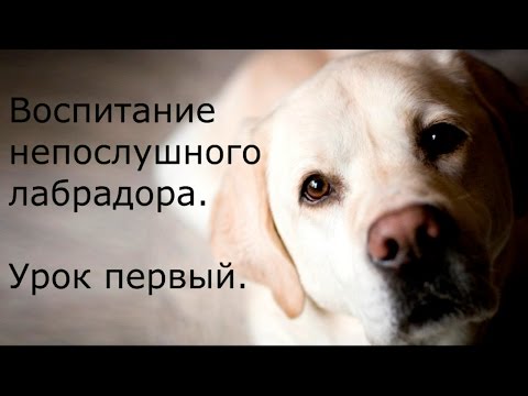 Видео: [Занятие 1] Как установить ПРАВИЛЬНЫЙ КОНТАКТ с собакой