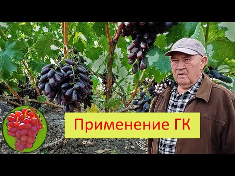 Видео: @Гиббереллин  Увеличение ягод винограда  Опыт Якушенка