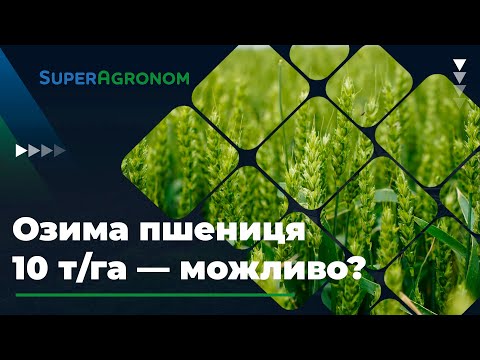 Видео: Перспективна пшениця у Центральному регіоні / СуперАгроном