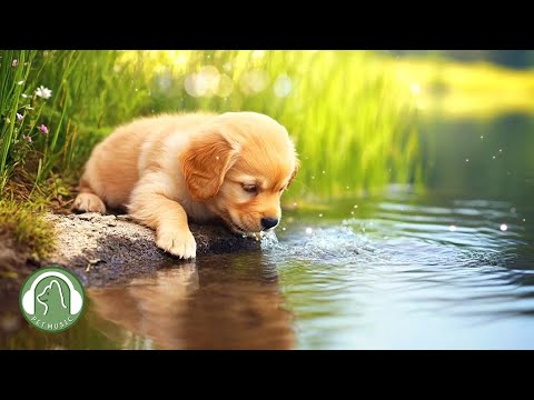 Видео: (Звуки естественной воды)Музыка для собак🐶Комфортная лечебная музыка для сна🎵Любимая музыка длясобак