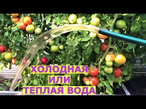 Видео: Когда и сколько поливать растения в теплице