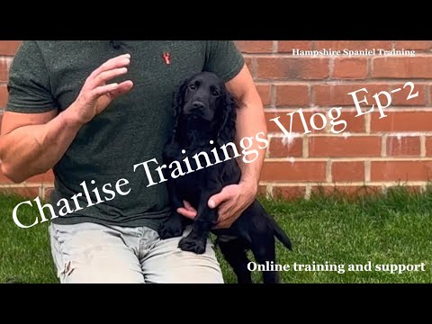 Видео: Дрессировка моего рабочего щенка кокера, который стал чемпионом. Видеоблог, Эпизод 2.