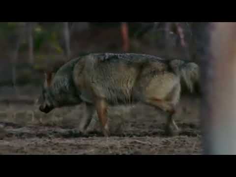 Видео: А у нас на Урале Павел Павлецов Автор видео Нина Рудакова