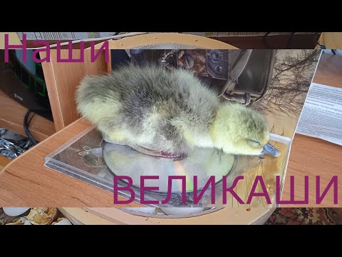 Видео: Гусята ВЕЛИКАШИ