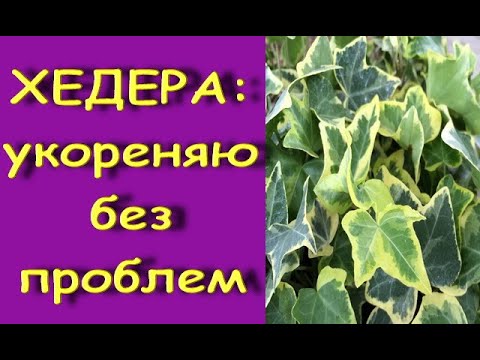 Видео: ХЕДЕРА:укоренение БЕЗ ПРОБЛЕМ,без корней,В ГРУНТЕ,без "теплички"+РЕЗУЛЬТАТ.