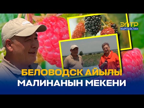 Видео: БЕЛОВОДСК АЙЫЛЫ МАЛИНАНЫН МЕКЕНИ