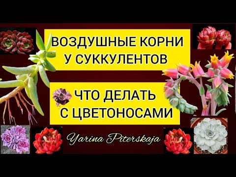 Видео: Воздушные корни у суккулентов.  Что делать с цветоносами.