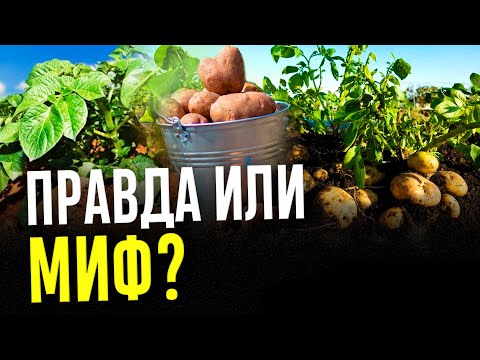 Видео: Новый способ выращивания картофеля: картофель под соломой. Эксперимент