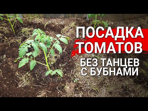 Видео: Посадка томатов без танцев с бубнами | Как быстро посадить томаты