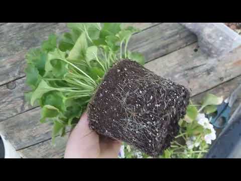 Видео: Пересаживаю "Погладь меня"/ комнатная примула