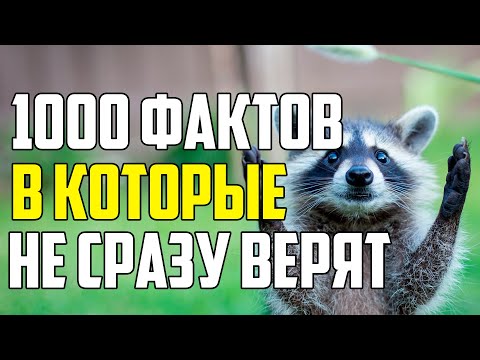 Видео: 1000 ФАКТОВ В КОТОРЫЕ НЕ СРАЗУ ПОВЕРИТЕ