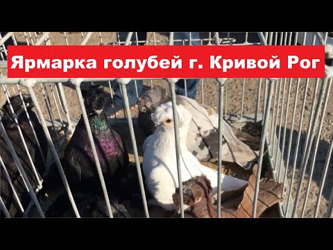 Видео: Ярмарка голубей г. Кривой Рог 28.09.2024. Часть 2