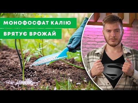 Видео: СУПЕРГЕРОЙСЬКЕ ДОБРИВО | Користь та правильне застосування МОНОФОСФАТ КАЛІЮ | Agro-Market.ua