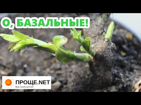 Видео: О базальных побегах. Для начинающих розоводов.