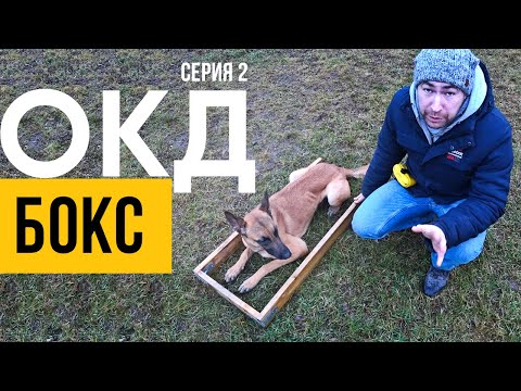 Видео: ОКД. Серия 2. Приучение к боксу. Позиционирование, ч.1
