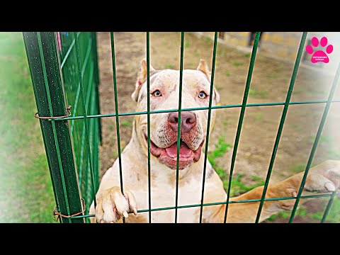 Видео: Самая большая собака Кинг и его новый вольер! Американский Булли XXL Кинг будет рад?