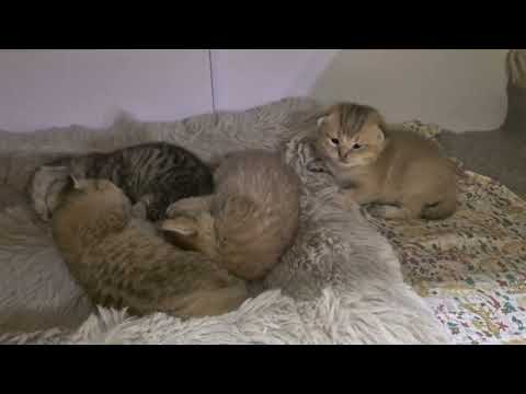 Видео: Котятам Шанель 13 дней 😊