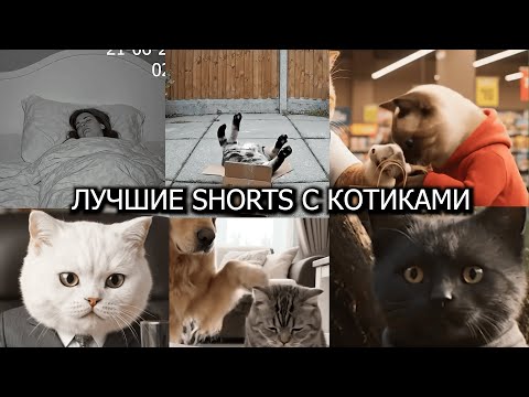 Видео: Крутая Подборка Шортс С Котиками #shorts #кошка #веселыекоты #моякошка