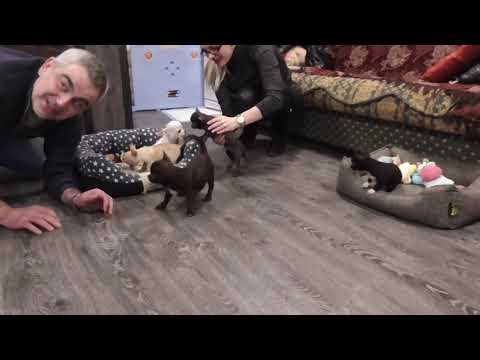 Видео: Как ВЫБИРАЮТ щенка ЧИХУАХУА у нас в питомнике?