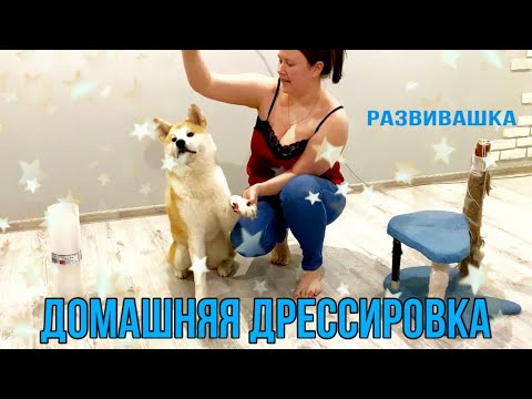 Видео: ДРЕССИРОВКА АКИТА ИНУ/ Упражнения для занятий дома и на улице