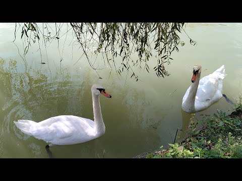Видео: Сочи. Парк Южные культуры. Октябрь 2025. Чем заняться в Сочи🌴