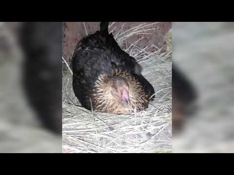 Видео: Тауықтың балапан басуы (высиживание яиц) 1.бөлім