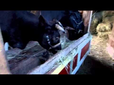 Видео: Содержание коров