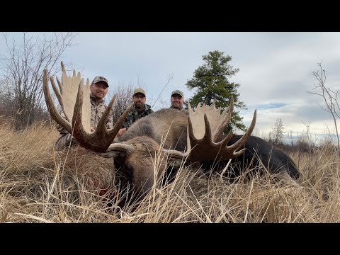 Видео: 185-дюймовый лось Бун и Крокет Булл. 2023 год, Северная Альберта.