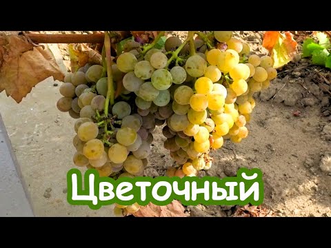 Видео: Виноград ЦВЕТОЧНЫЙ /10.09.2024