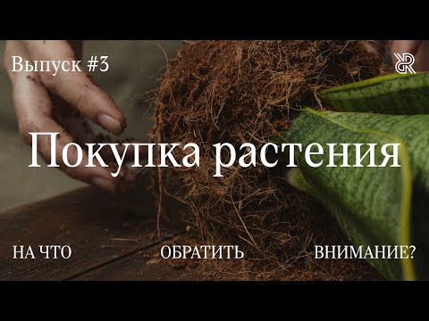 Видео: Пусти домой корни #3. Как правильно покупать растения