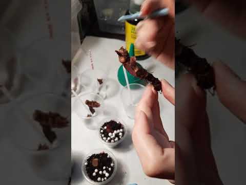 Видео: Омоложение либо спасение бегонии ризомой .