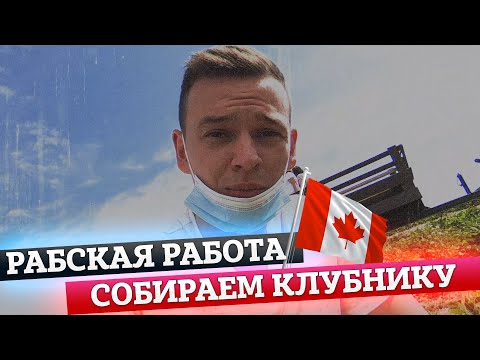 Видео: РАБОТАЕМ КАК РАБЫ НА КЛУБНИКЕ В КАНАДЕ | Нашли водопад глубоко в лесу