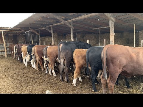 Видео: Бычки на откорме, 10-ый месяц содержания на базу