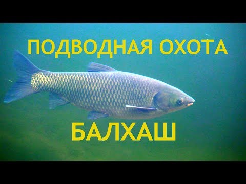 Видео: Подводная охота на Балхаше. АМУР и другие. База "Дельта"