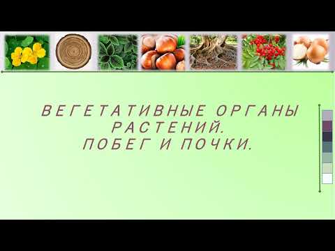 Видео: Побег и почка. Урок биологии (6 класс)
