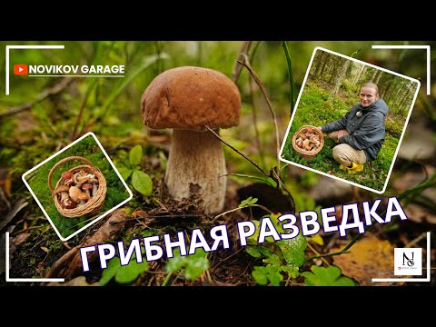 Видео: Грибная разведка 24 сентября 2025. Всеволожский район.