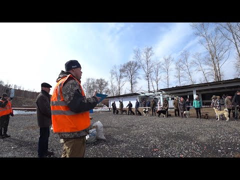 Видео: Выставка собак охотничьих пород г. Благовещенск.