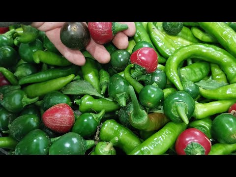 Видео: Сколько сажать на метр! ЧЁРНАЯ Пятница на pomidom.ru 